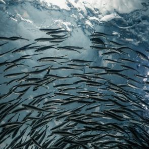 Ryby pod wodą (fot. Lance Anderson / unsplash.com)