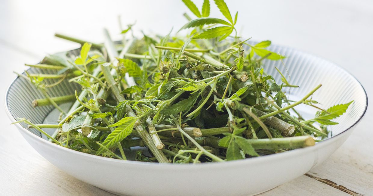 Konopie i marihuana w kuchni. Miska konopii (fot. Małgorzata Szakuła)