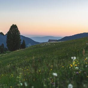 Widok na łąkę w świetle zachodzącego słońca, widoczne kwiaty mlecza i dmuchawce, w tle pagórki, drzewa i wiejska chata (fot. Eberhard Grossgasteiger / unsplash.com)