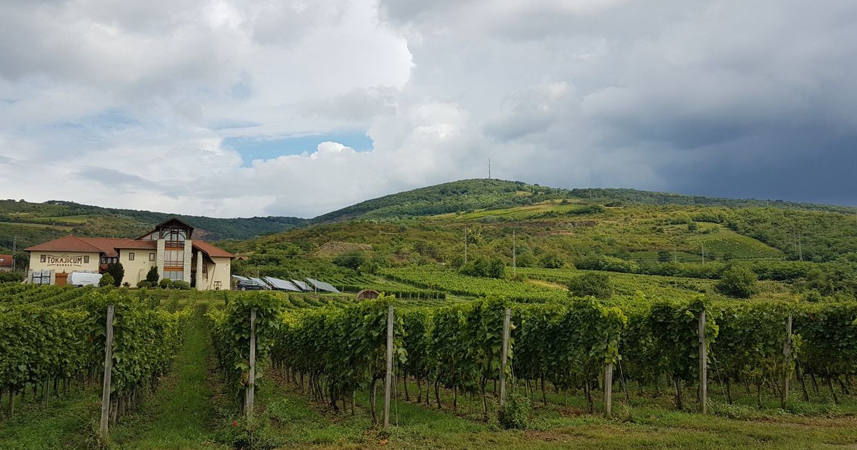 Winnica przy górze Tokaj (fot. Aleksander Szojer)
