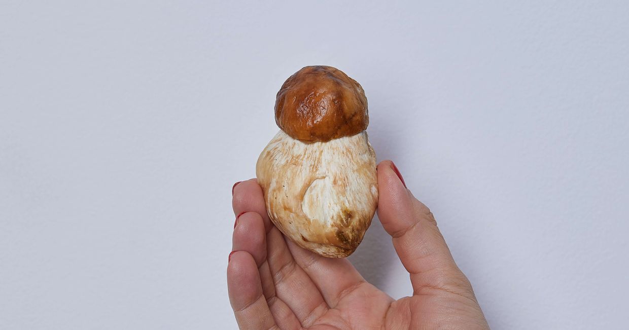 Borowik trzymany w ręce (fot. Maciek Niemojewski)