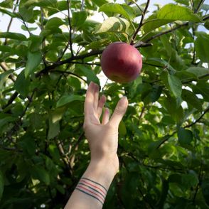 Dłoń sięgająca po dojrzałe jabłko, sad jabłkowy (fot. Zuza Rożek)