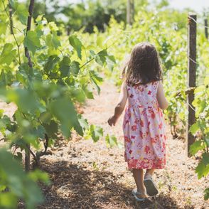 dziewczynka spaceruje wśród winorośli