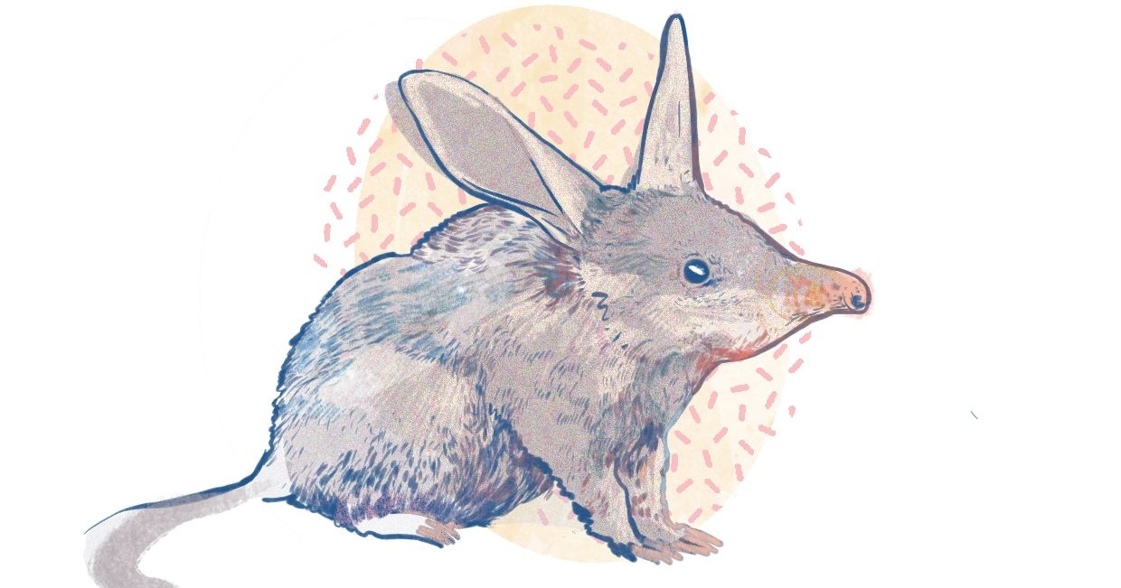 Wielkouch króliczy (il. Martyna Cybuch)