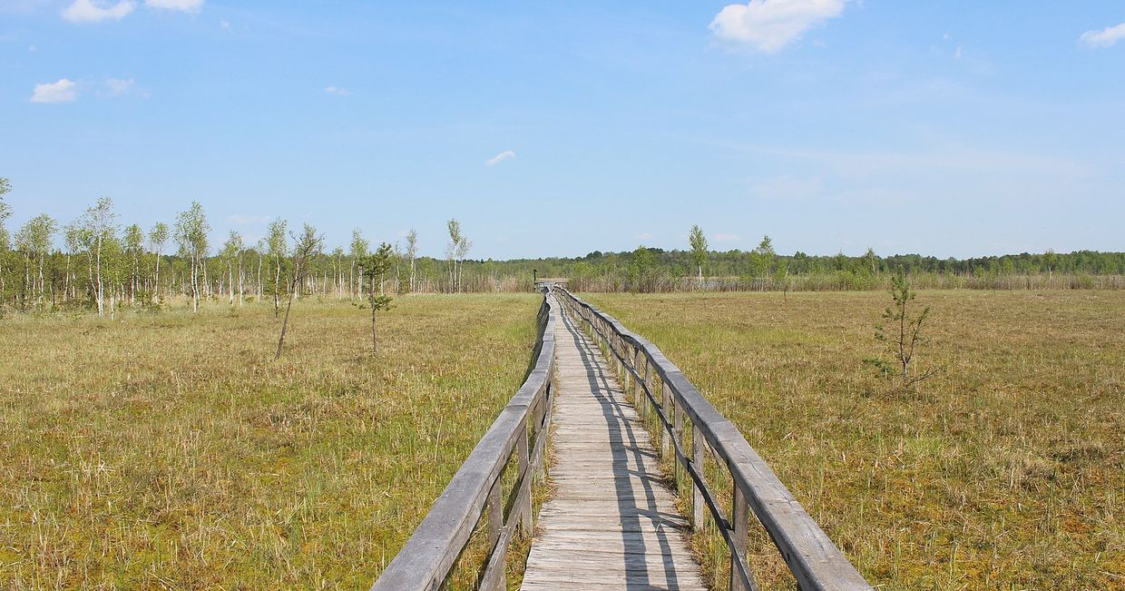 Ścieżka "Dąb Dominik" w Poleskim Parku Narodowym (fot. Azymut (Rafał M. Socha) / Wikipedia)