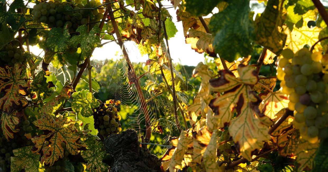 Dolina Wachau. Austria (fot. Alksander Szojer)