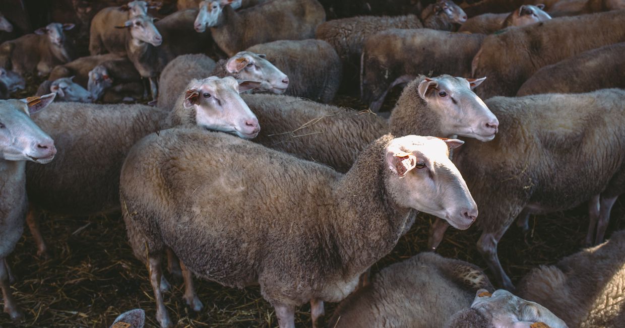 stado owiec wpatrzone w prawą strone