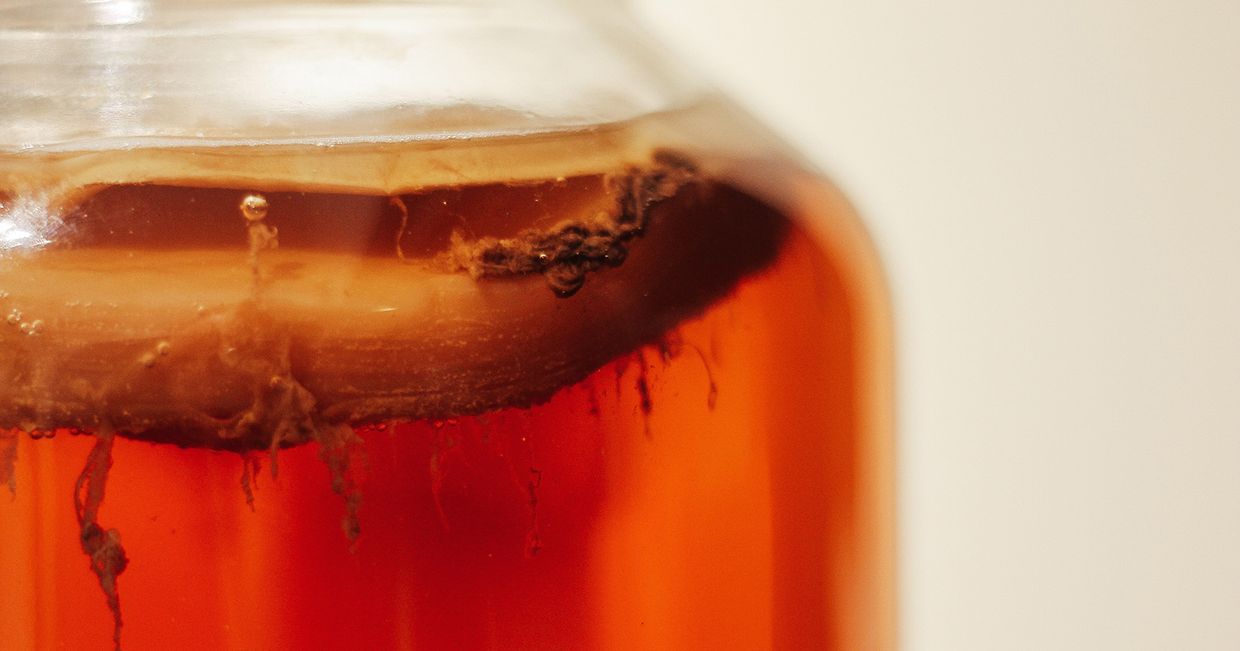 Scoby kombuczy w słoju