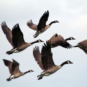 Gdzie uciec na 11 listopada? – Tradycje z okazji Dnia Świętego Marcina (fot. Gary Bendig / unsplash.com)