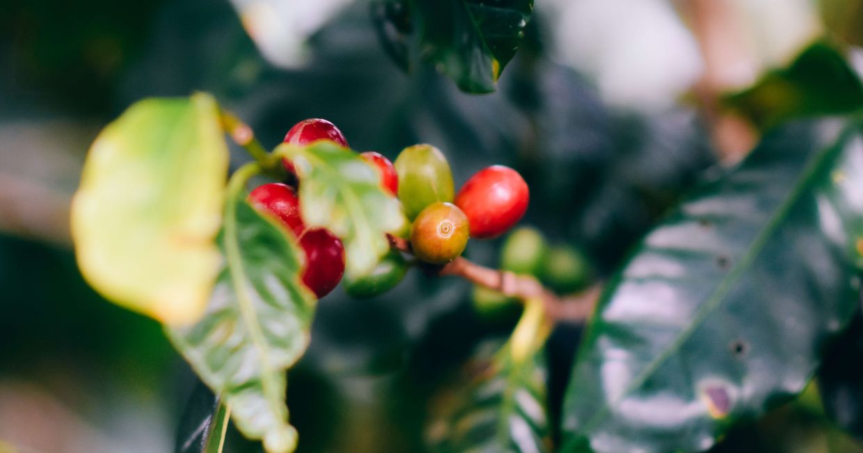 Gałąź i owoce arabiki (fot. Chalo Garcia / unsplash.com)