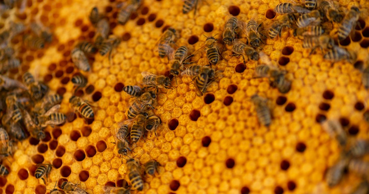 Pszczoły na plastrze miodu (fot. Katarzyna Korza)