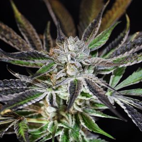 Konopie i marihuana w kuchni. Kwiat marihuany (fot. Alex Person / unsplash.com)