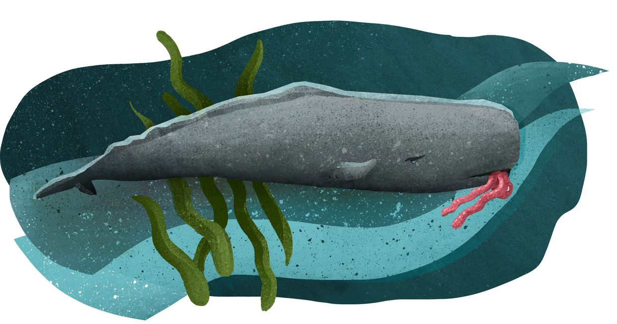 Ośmiornice na talerzu – przysmak kaszalotów (il. Urszula Mierzwa)