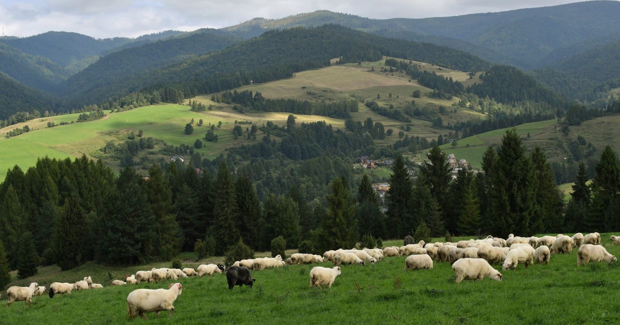Tradycyjny wypas owiec, owce pasące się na hali w Karpatach (fot. Monika Ankudowicz)