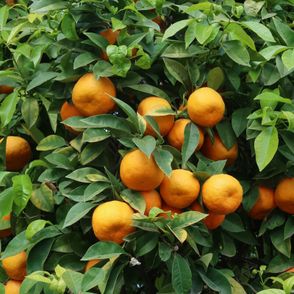 Dlaczego warto zwiedzić Sewillę? – kwiaty pomarańczy (fot. Julia Zabrodzka)