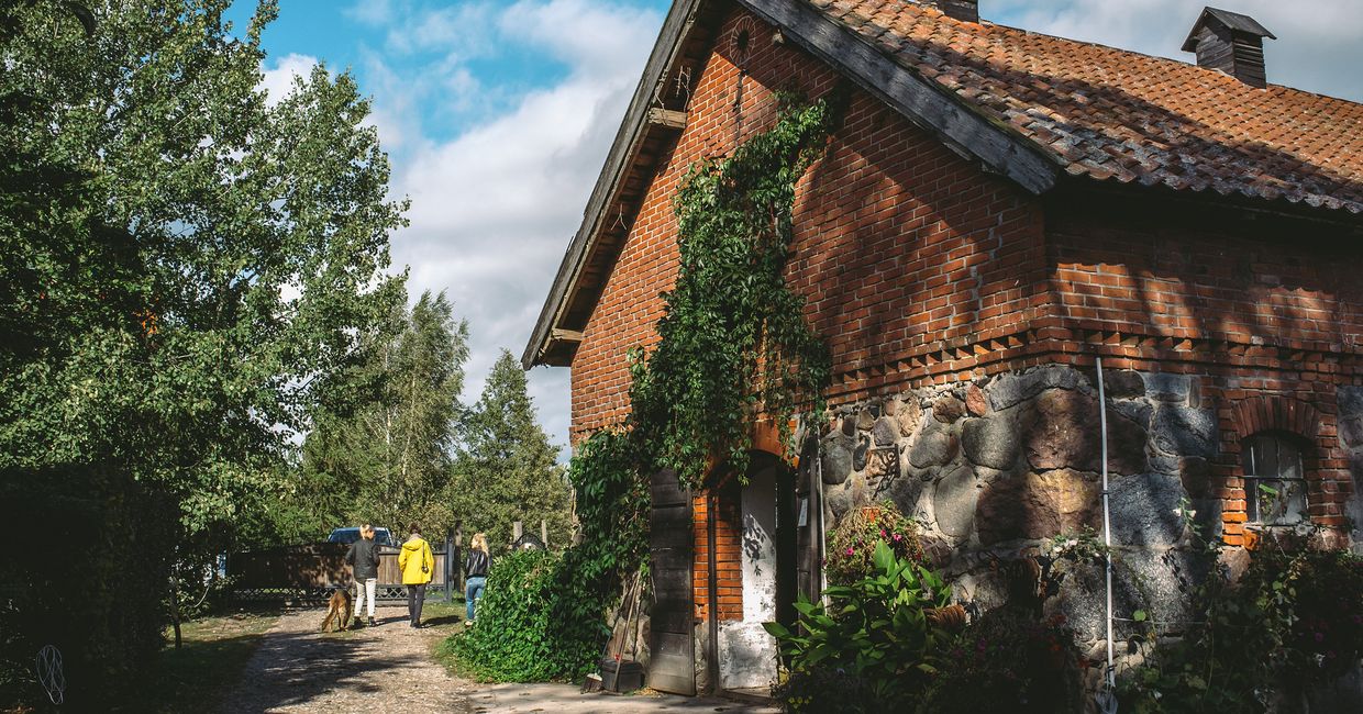 ceglany budynek obrośnięty bluszczem