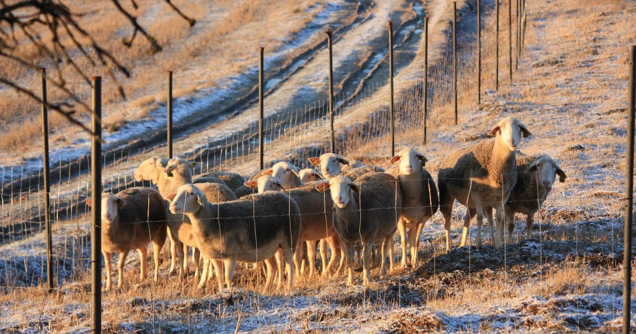 Owczarnia Lefevre. Miejsca, w których spróbujecie regionalnych przysmaków