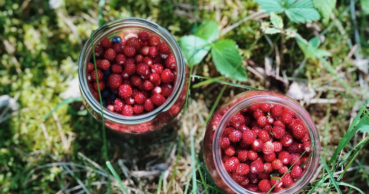 Leśne poziomki z Podlasia (fot. Zuza Rożek)