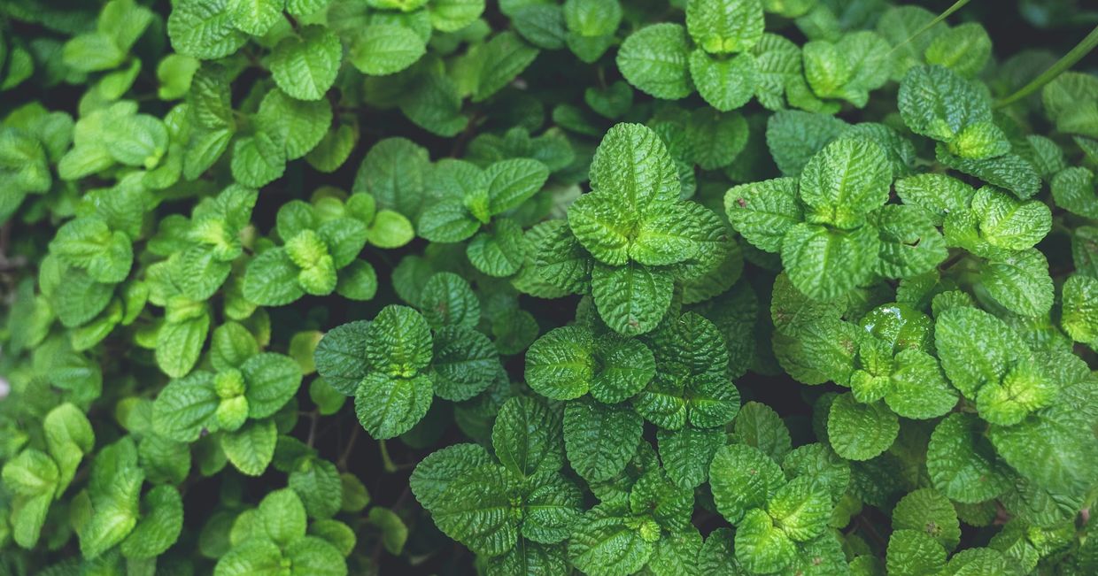 świeża mięta (fot. Conscious Design / unsplash.com)