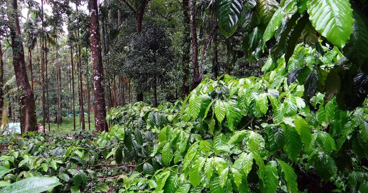 Plantacja robusty w Indiach (fot. Bishnu Sarangi / pixabay.com)