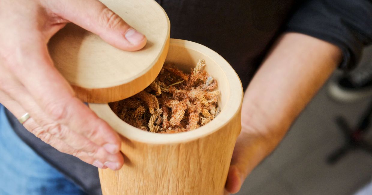 Pędy szyszki (fot. zuza rozek)