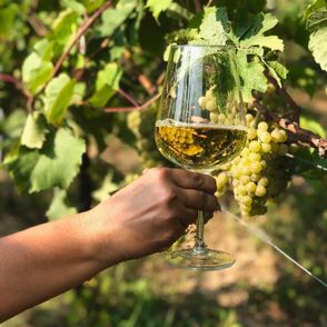 Kieliszek z białym winem w winnicy Dwór Sanna (fot. materiały prasowe)