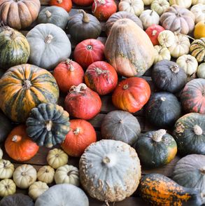 dynie jadalne i ozdobne