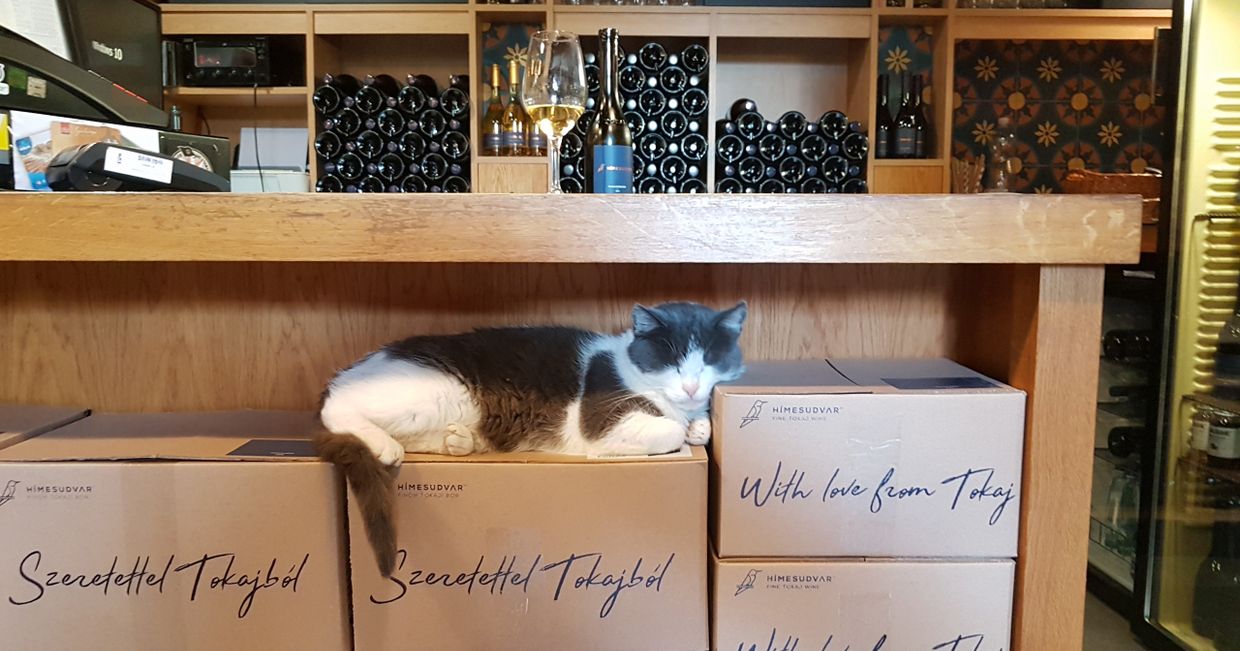 Winiarnia Himesudvar w Tokaju (fot. Aleksander Szojer)