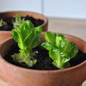 jak wyhodować warzywa z resztek, zero waste