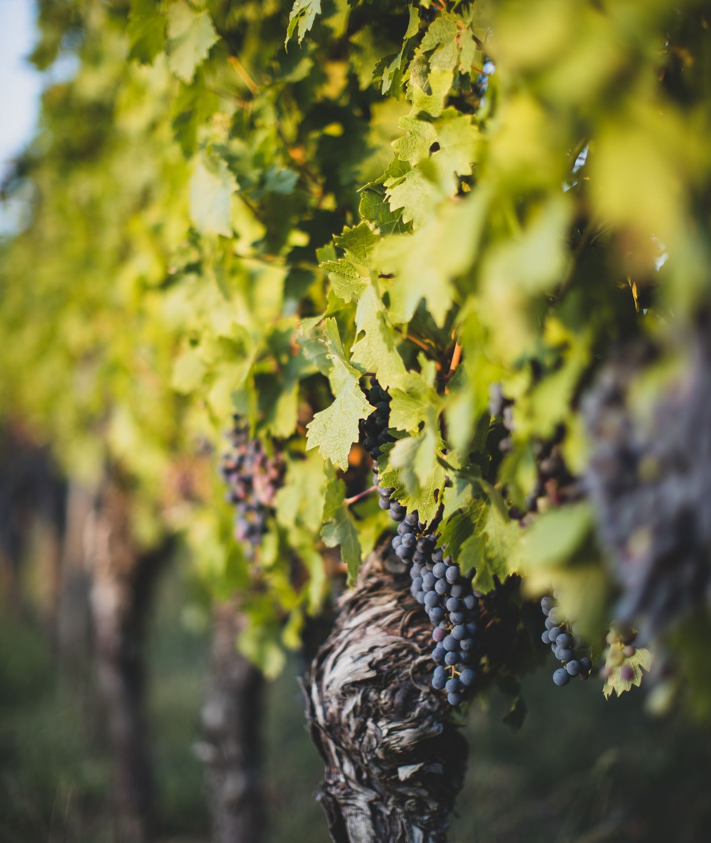 Ciemne winogrono – krzewy w winnicy (fot. Jonathan Farber/Unsplash)