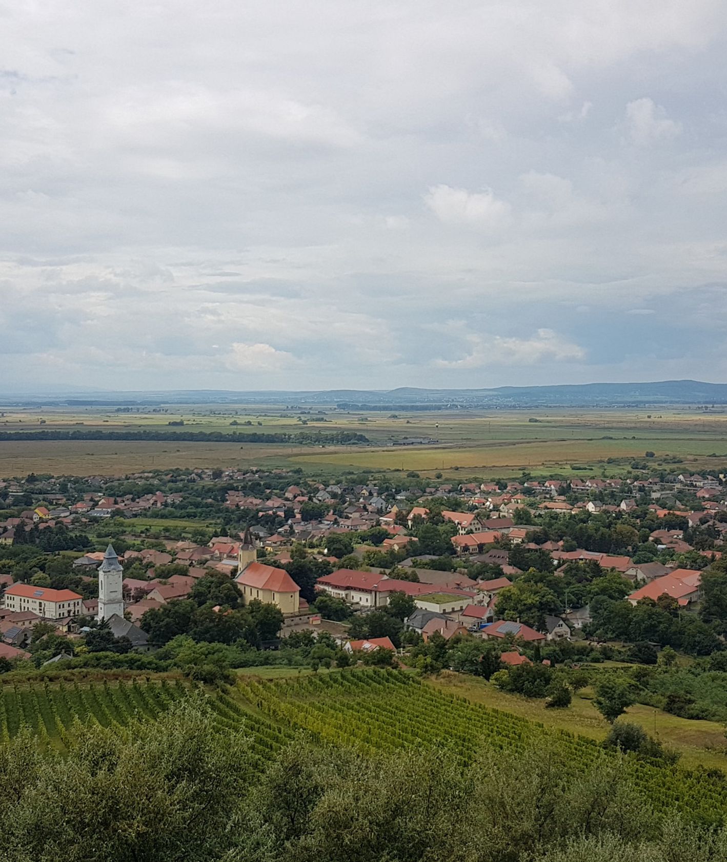Panorama winnic w Tokaju i Tarcalu (fot. Aleksander Szojer)