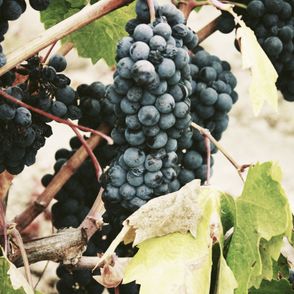 Kiść winogron (fot. Jassy Onyae/Unsplash)