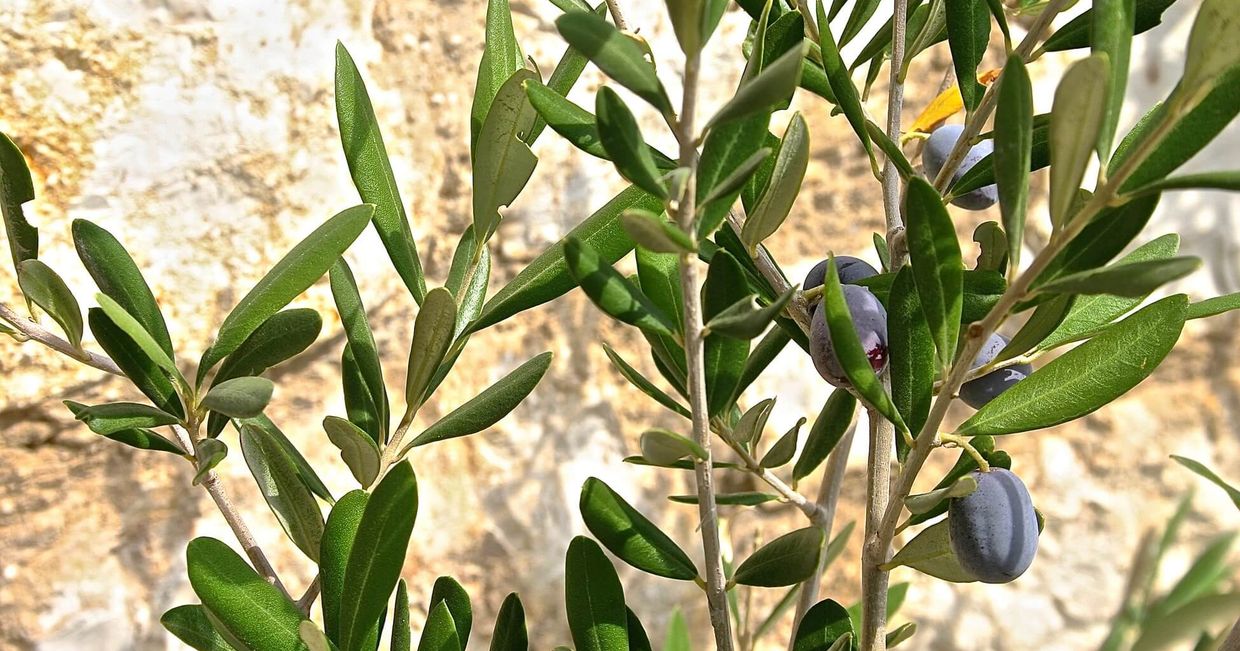 Oliwki na drzewie