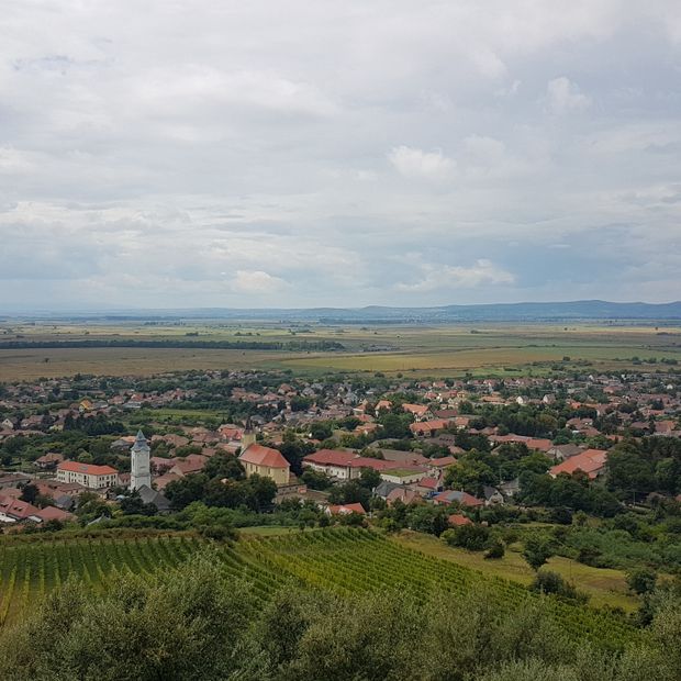 Panorama winnic w Tokaju i Tarcalu (fot. Aleksander Szojer)